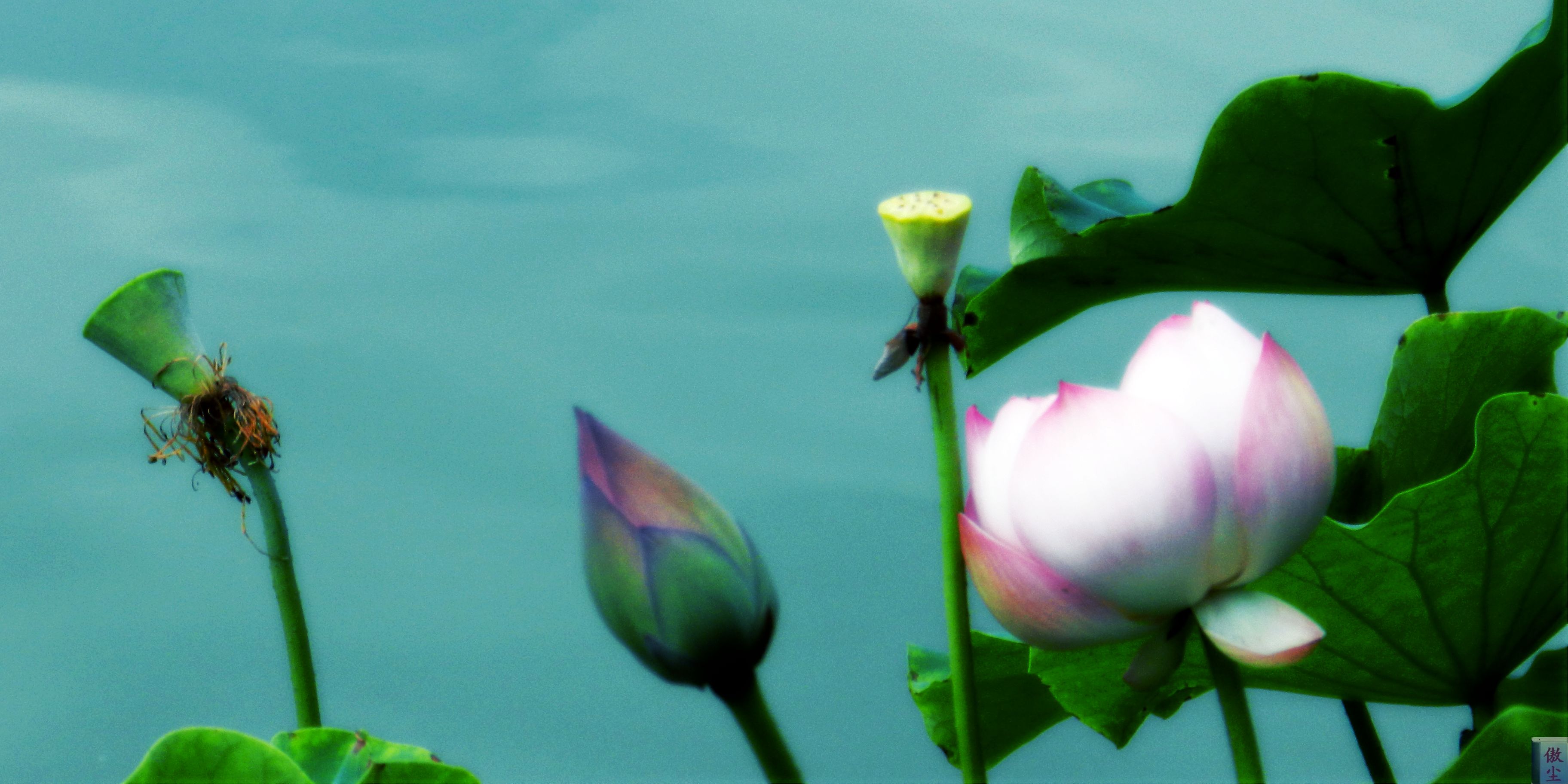 DSCN1039.JPG