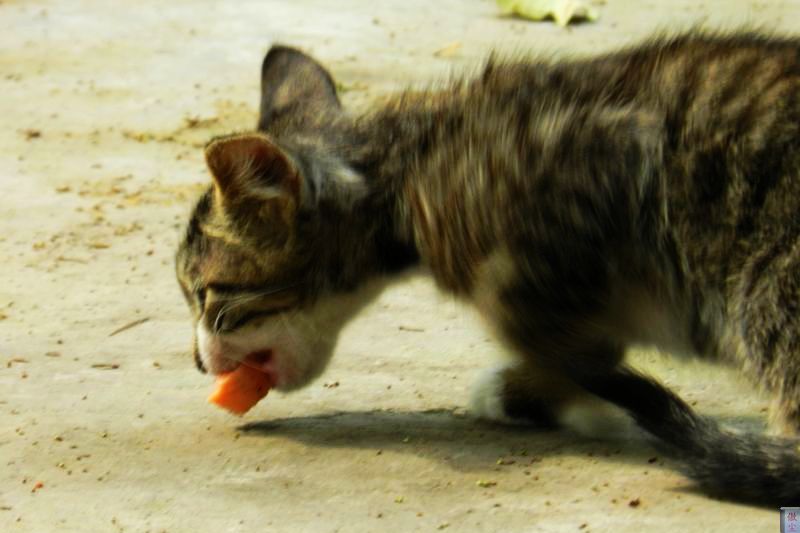 猫 (3).jpg