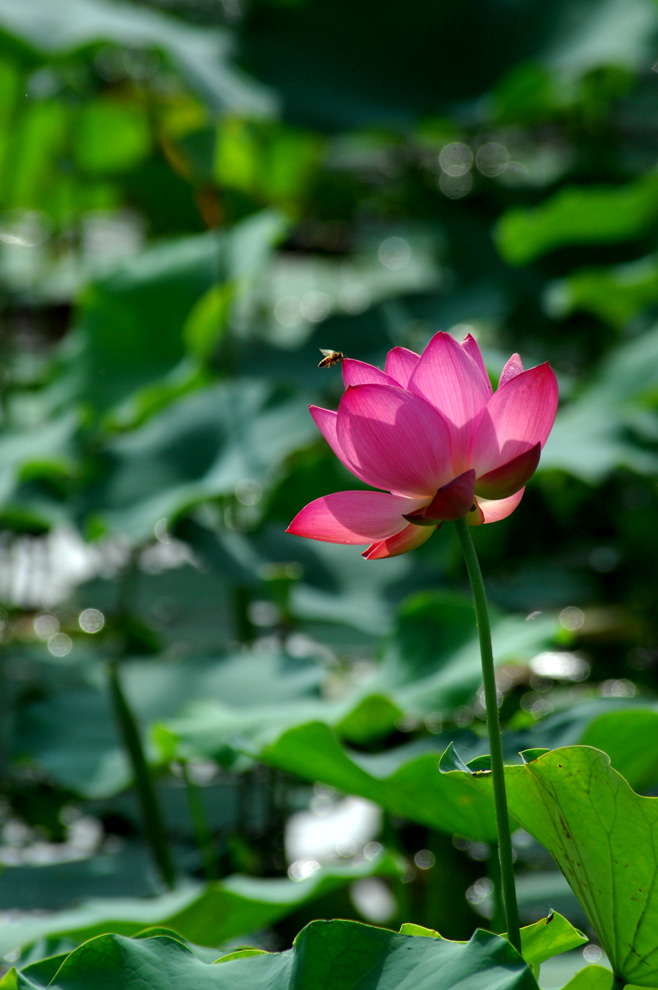 DSC_0067.JPG