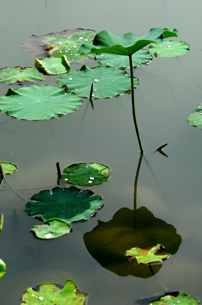 DSC_0101.JPG