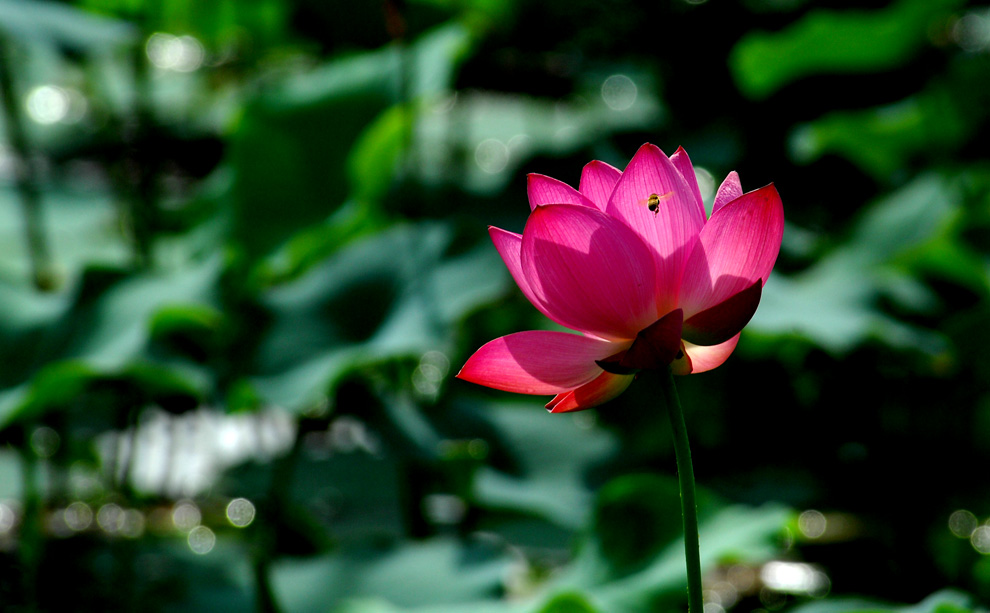 DSC_0065.JPG