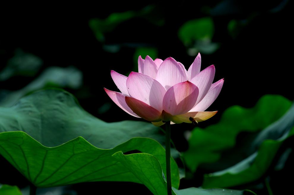DSC_0088.JPG