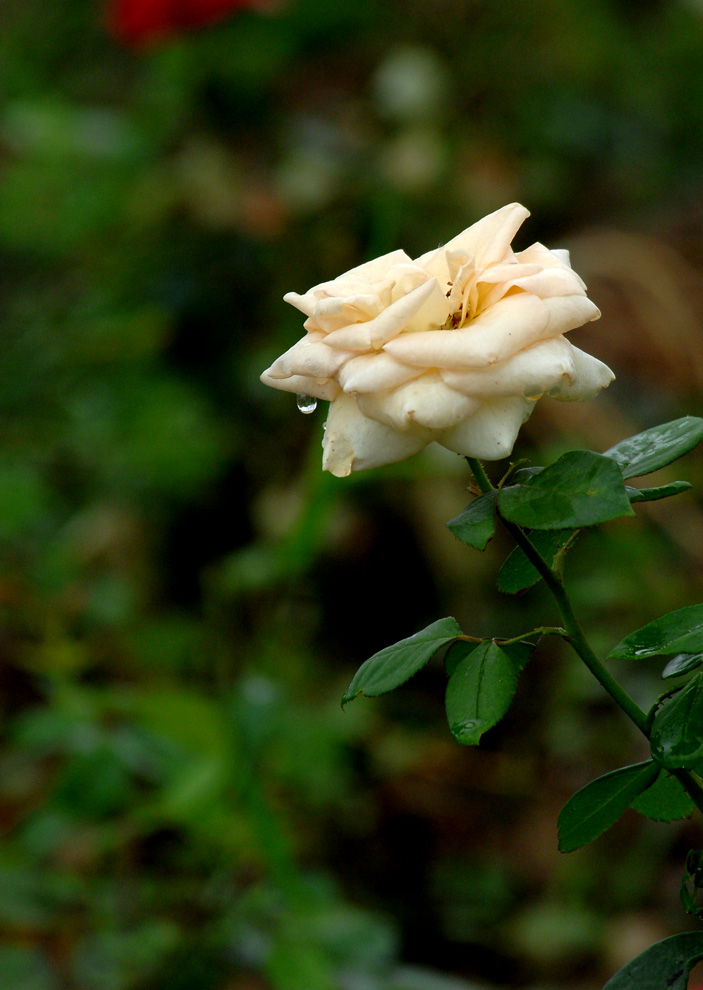 DSC_0131.JPG