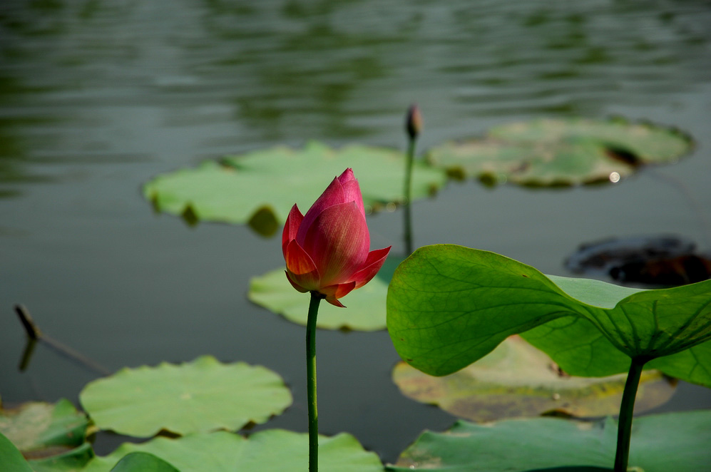 DSC_0153.JPG