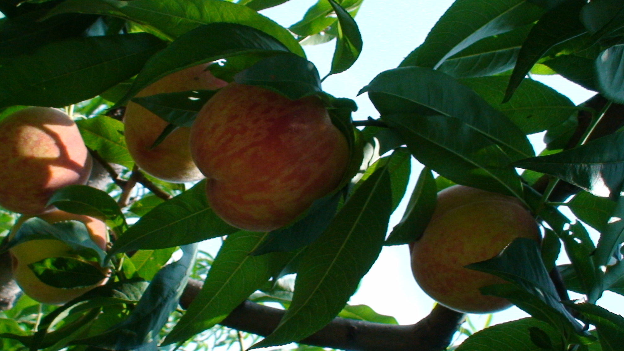 DSC00552.JPG