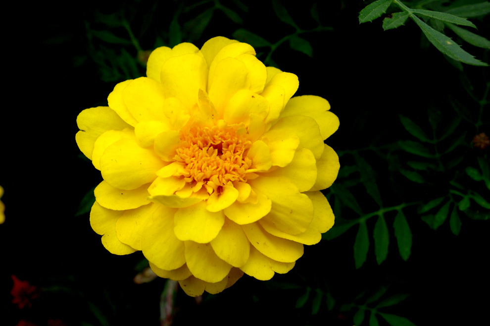 DSC_0066.JPG