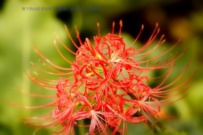 nEO_IMG_20110912植物园2924.jpg