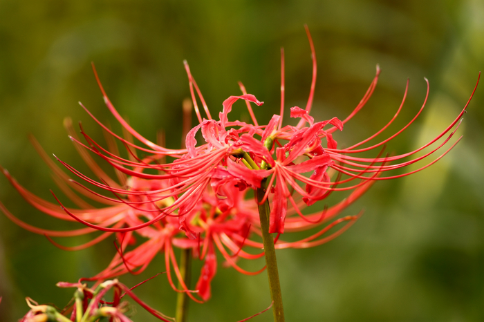 nEO_IMG_20110912植物园2926.jpg