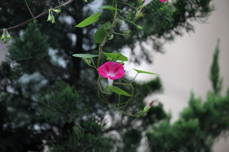 201109163072_调整大小.JPG