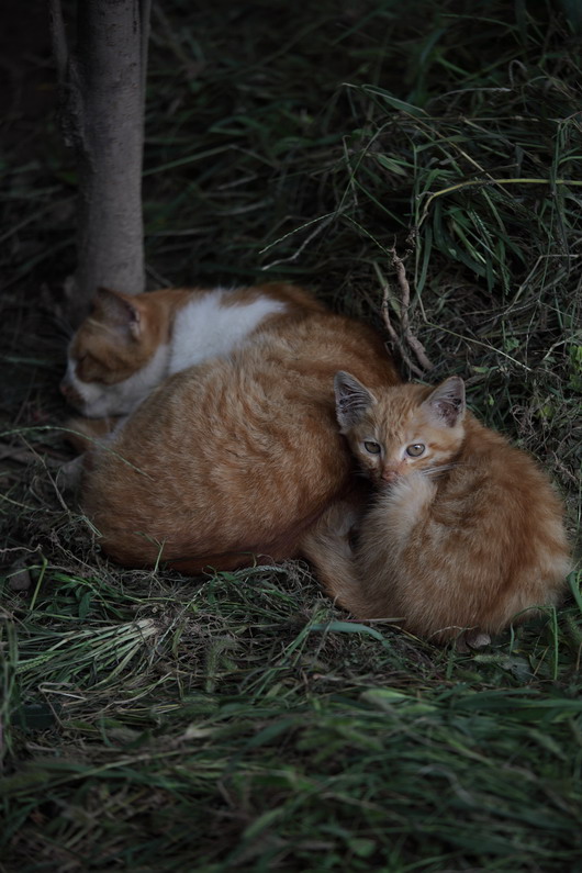 201109163075_调整大小.JPG