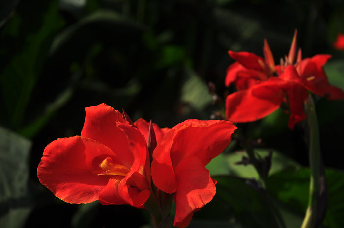DSC_010335.jpg