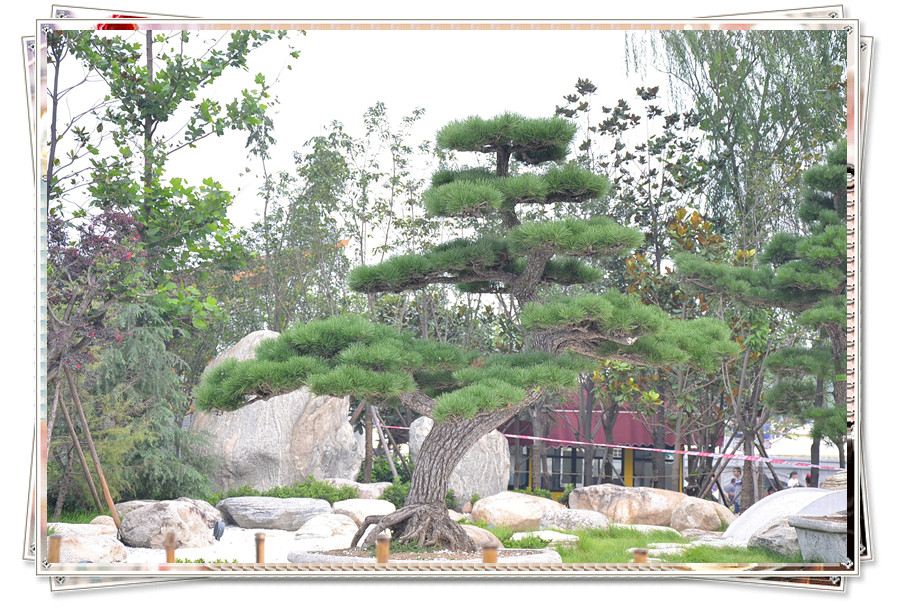 DSC_0056_副本.jpg