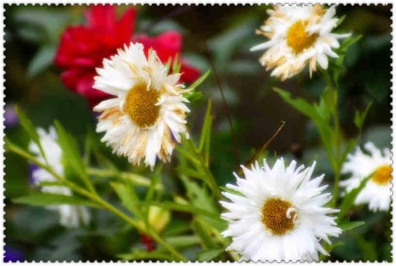 花。。.jpg