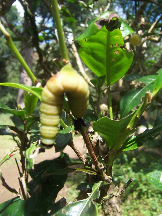 调整大小 100_7448.jpg