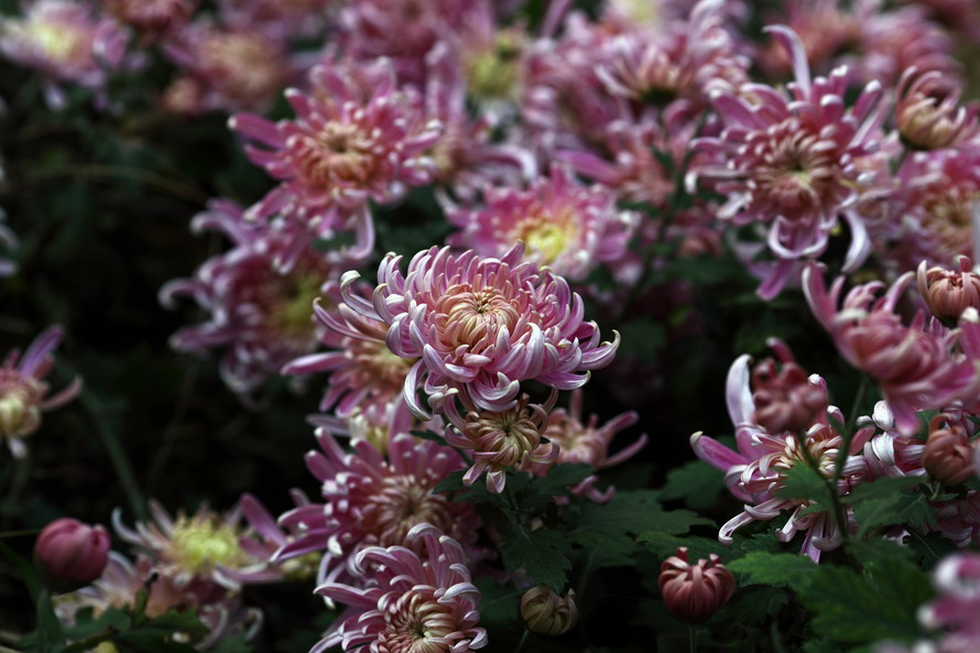 1028 秋天的几张5024_调整大小.JPG