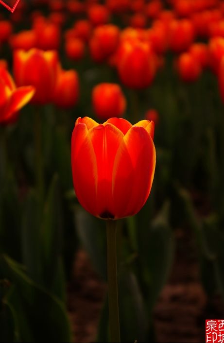 兴庆公园郁金香 下午时分 K10D 18-55mm套头拍摄