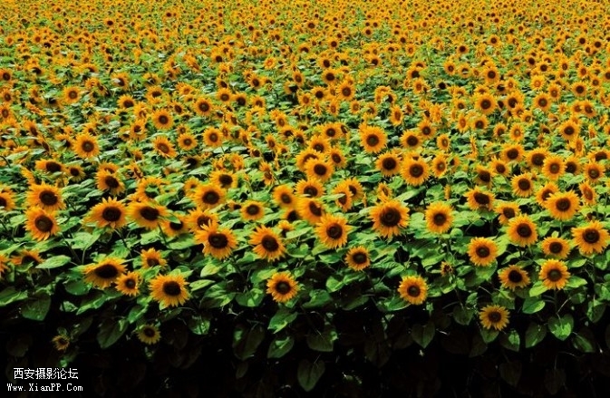 flowers111-673x439.jpg