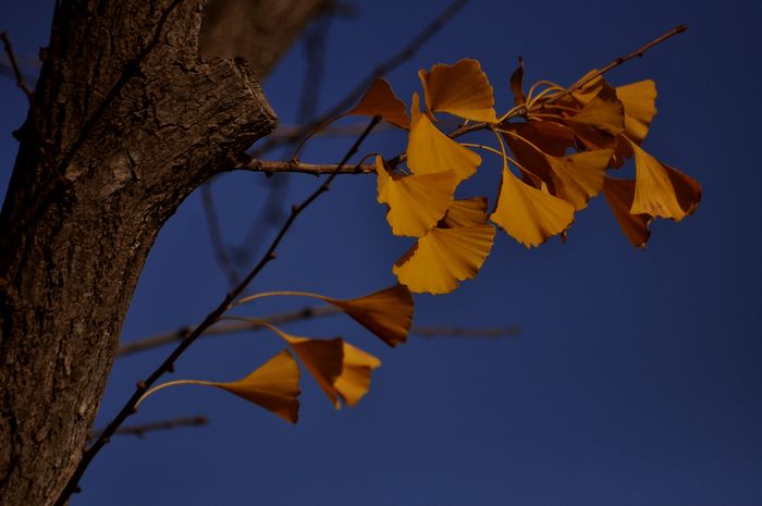DSC_038016.jpg