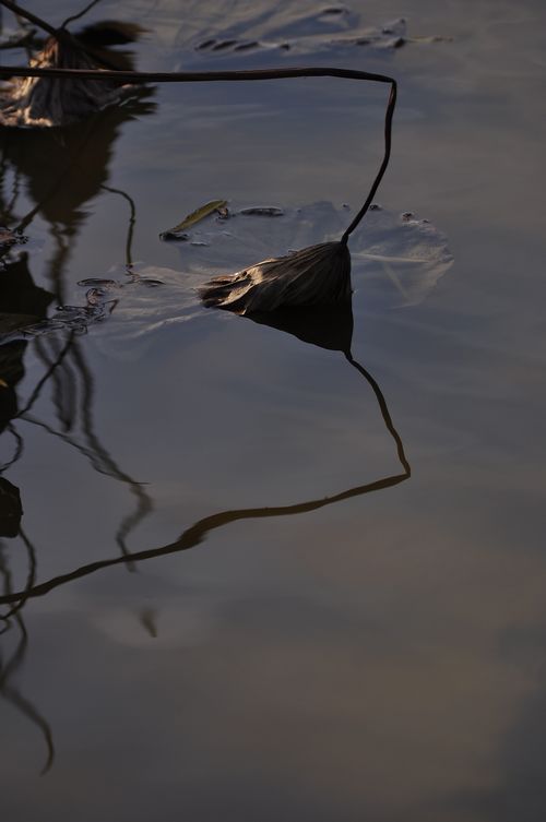 DSC_088616.jpg