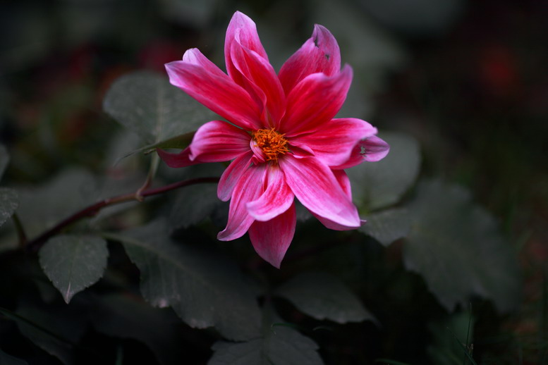 11115菊花，萝莉6375_调整大小.JPG