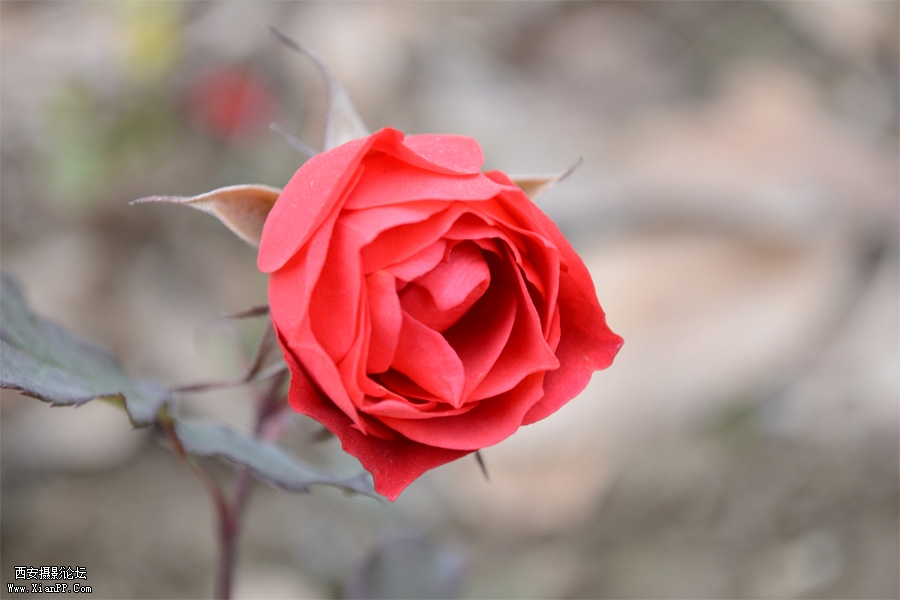 DSC_003.JPG