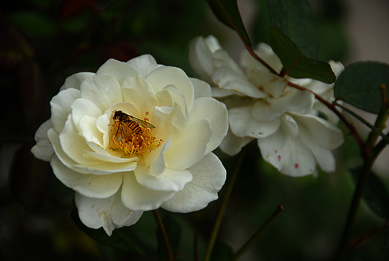 花卉 (16).jpg