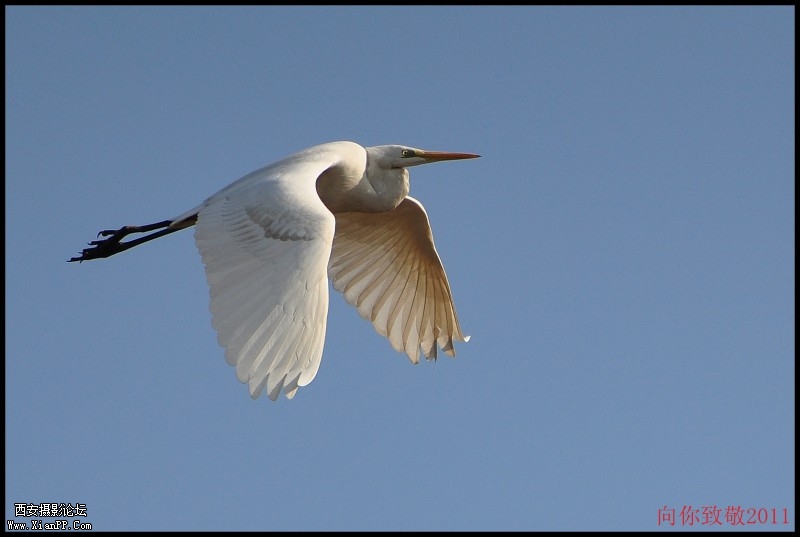 conew_dsc_0071_副本.jpg