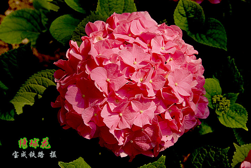 绣球花16.jpg