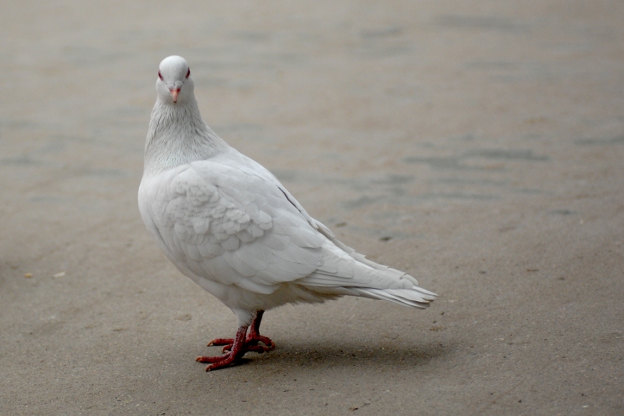 DSC_0006.JPG