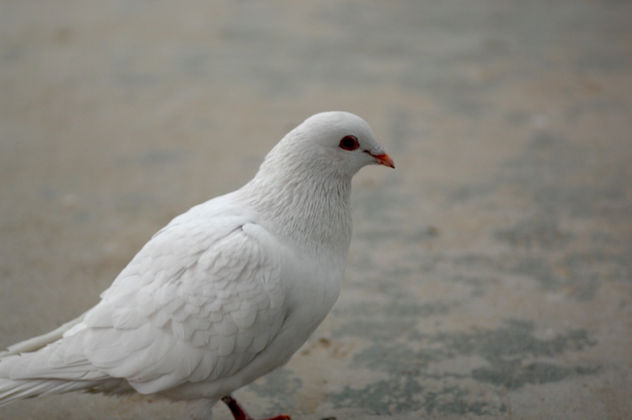 DSC_0007.JPG