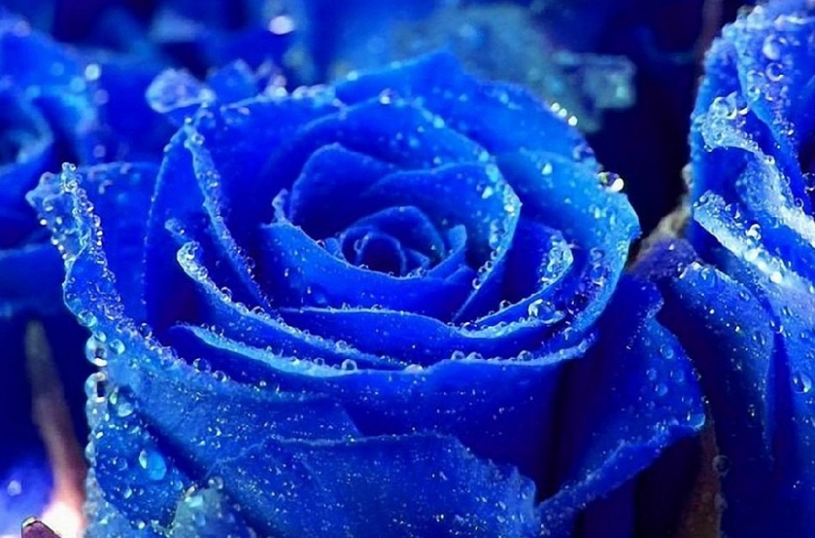 娇艳的蓝玫瑰.jpg