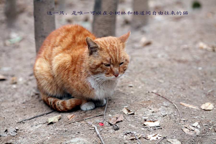 流浪猫长大了10_调整大小.JPG