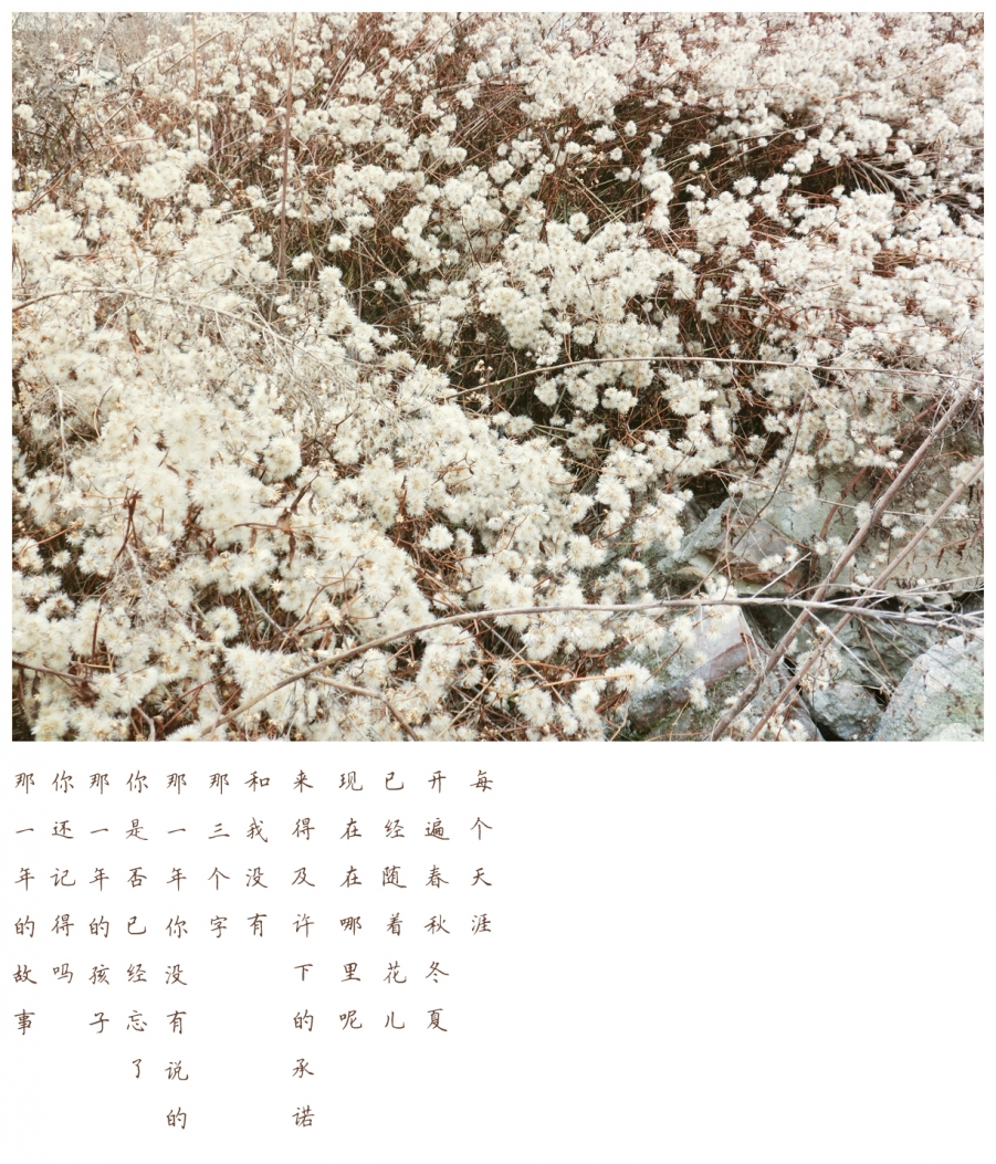 那些花，那些话（小）.jpg