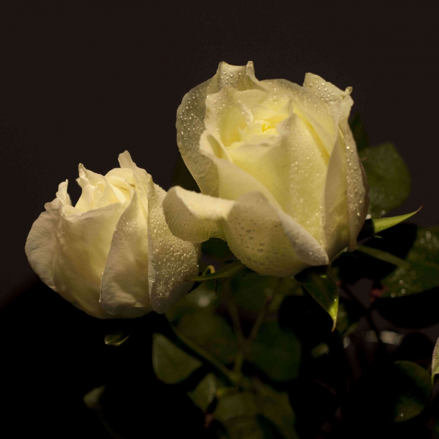 DSC_0028.jpg