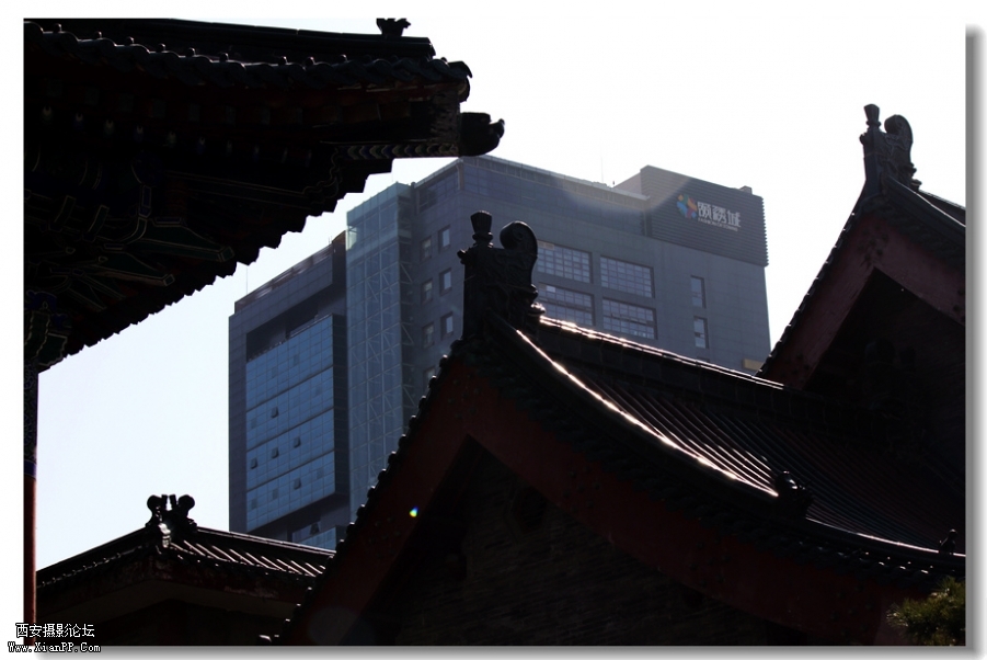 nEO_IMG_2011.10.16兴善寺--完美 037.jpg