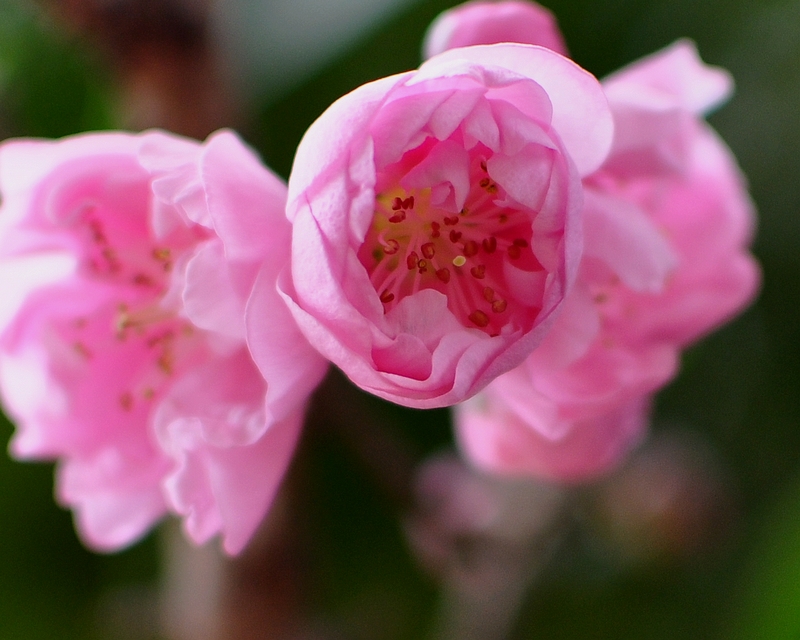 DSC_0177.jpg