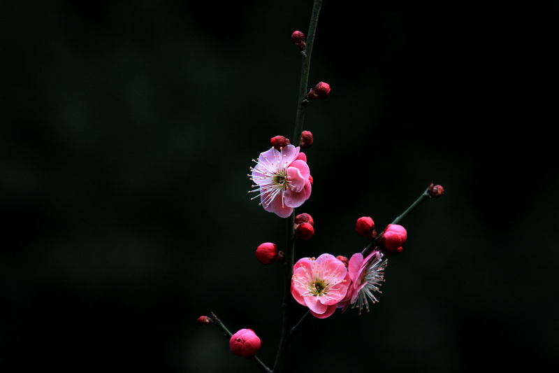 梅花 007.jpg