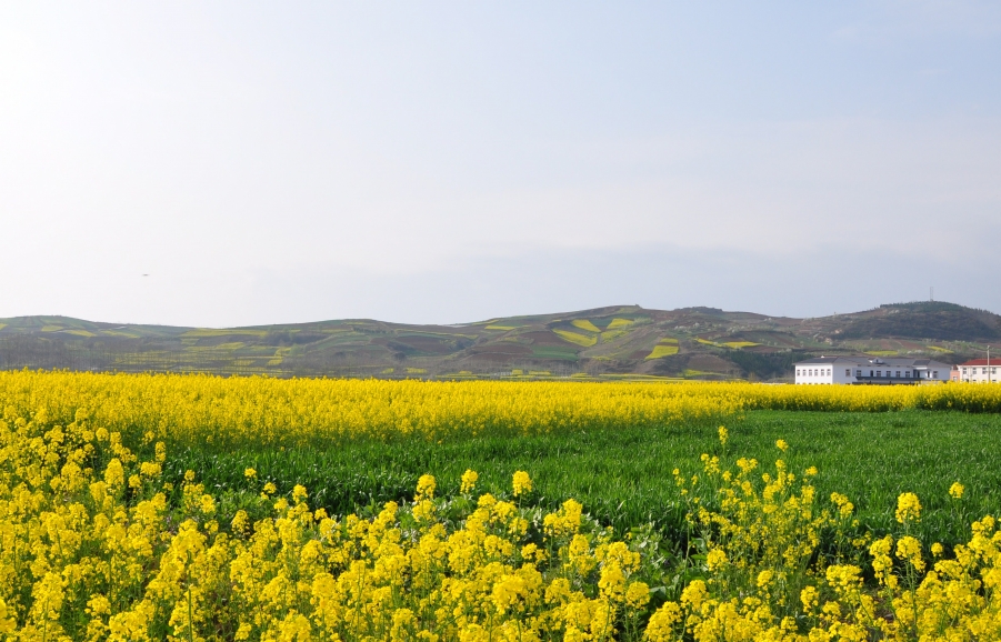 一地油菜