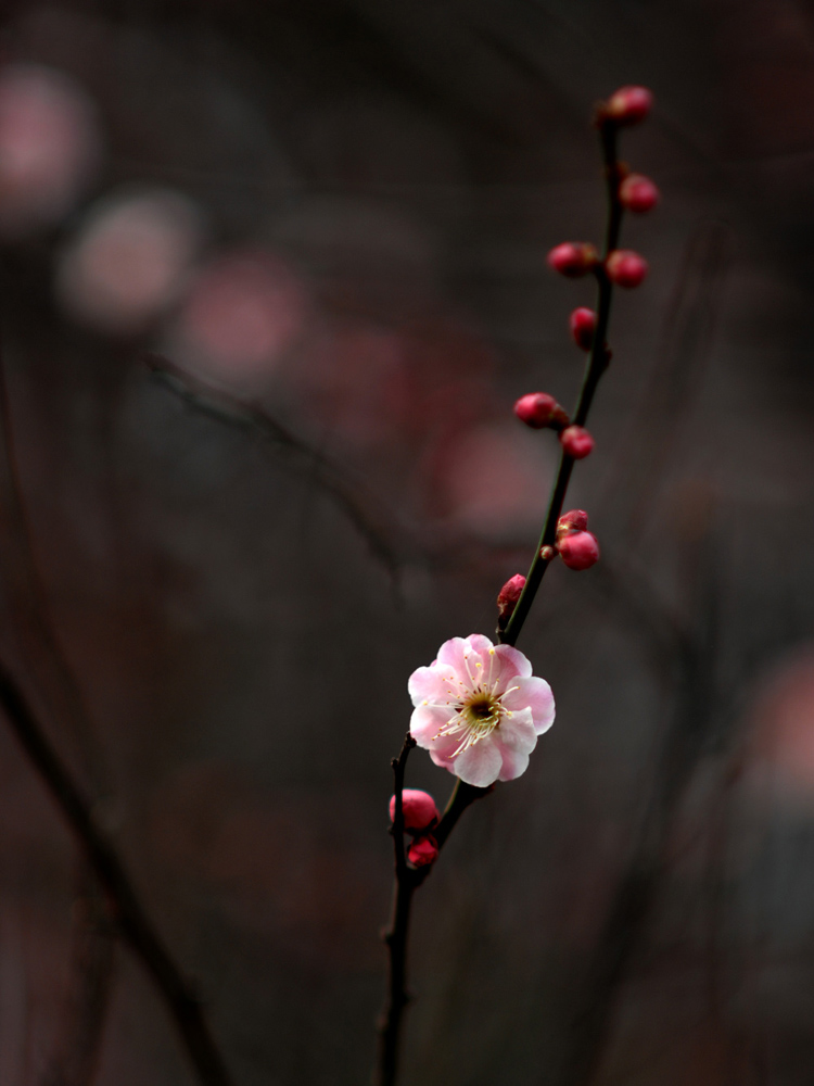 DSC_0012.JPG