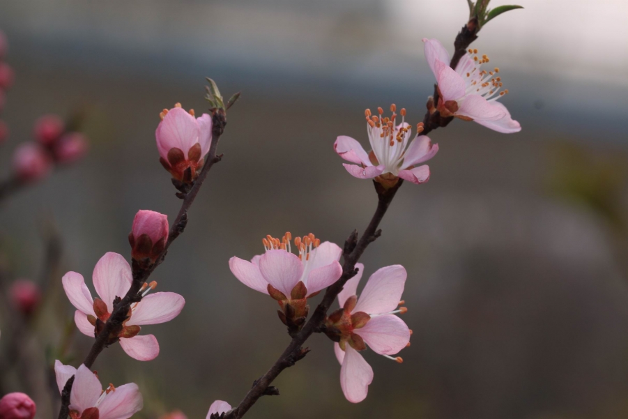 调整大小 IMG_4789.JPG