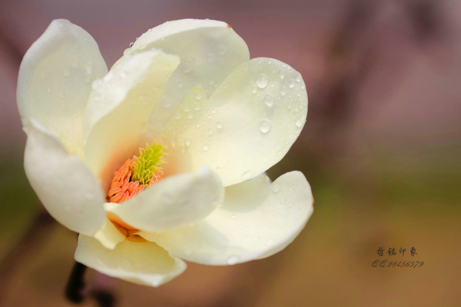 各种花-7.jpg