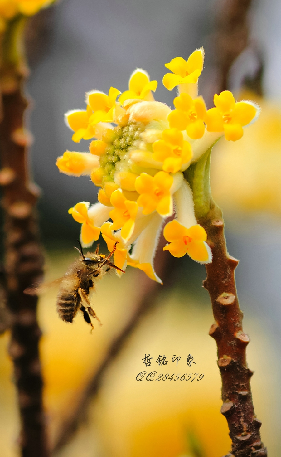 各种花_009.jpg