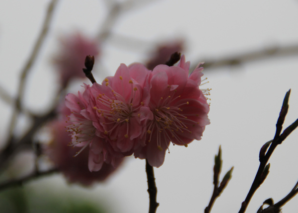 IMG_2750z.jpg