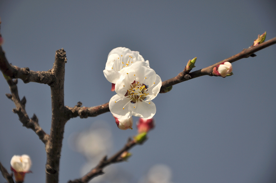 DSC_0206xz.jpg