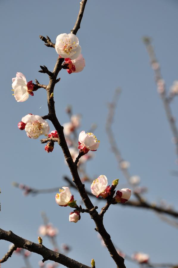 DSC_0229xz.jpg