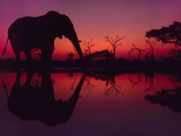 elephant-africa-lanting_49038_600x450.jpg