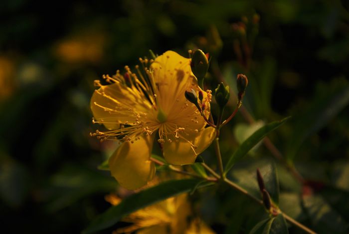 DSC_03816.jpg