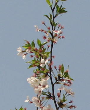 QQ截图20120403230905.png