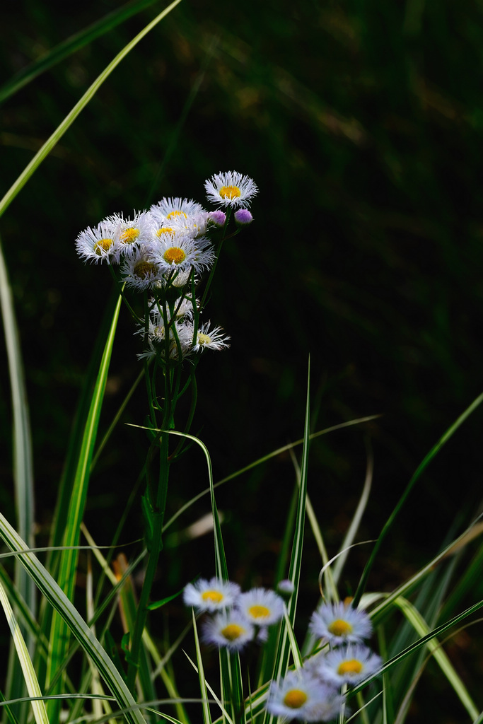 DSC_2106s.jpg