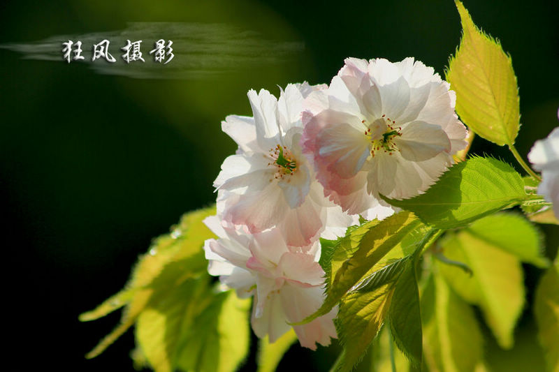 樱花逆光.jpg